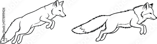 Wild fox jumping silhouette outline illustration wildlife animal pose running forest predator motion dynamic vector design isolated artwork