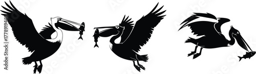 Flying pelican bird silhouettes catching fish wildlife sea bird fishing illustration ocean nature hunting scene vector design artwork