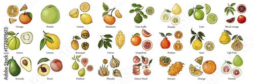 Vector food illustration colorful hand drawn berries, fruits, Citrus	