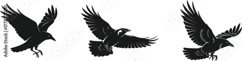 Black flying crow silhouettes and detailed raven bird vector illustration set of wild predatory birds in dramatic flight poses