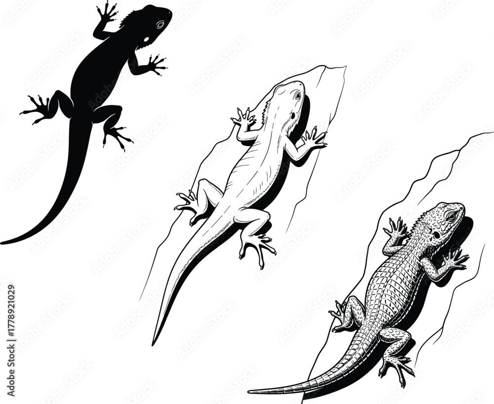 Naklejka premium Lizard reptile silhouettes and detailed gecko climbing on rock wildlife nature illustration collection exotic animal design black white vector