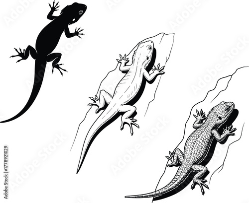 Lizard reptile silhouettes and detailed gecko climbing on rock wildlife nature illustration collection exotic animal design black white vector