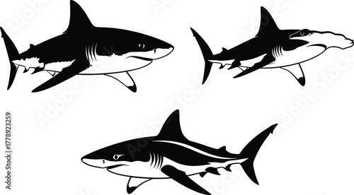 Three shark vector illustrations including great white and hammerhead designs, perfect for marine wildlife, ocean predator, and aquatic animal artwork