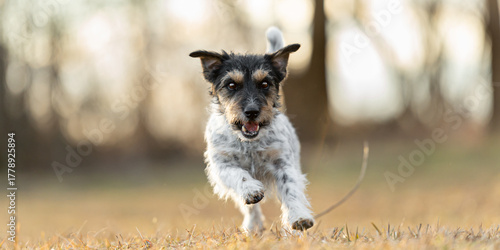 Small cute Jack Russell Terrier dog running frontal a meadow in early spring