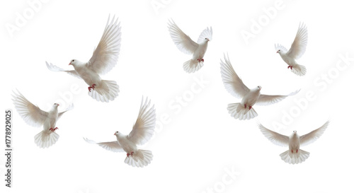 Flock of White Doves Flying in Various Directions Isolated PNG Cutout Transparent