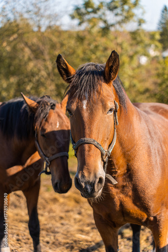 A pair of beautiful bay horses with a white spot on their foreheads and black manes. A mare in a pasture with a beautiful landscape. A concept for veterinary clinics, pet shops, and ecology