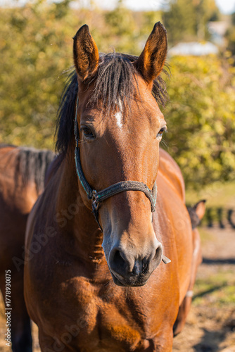 Beautiful bay horse with a white spot on their foreheads and black manes. A mare in a pasture with a beautiful landscape. A concept for veterinary clinics, pet shops, and ecology