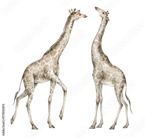 Photography Watercolor set with wild giraffe