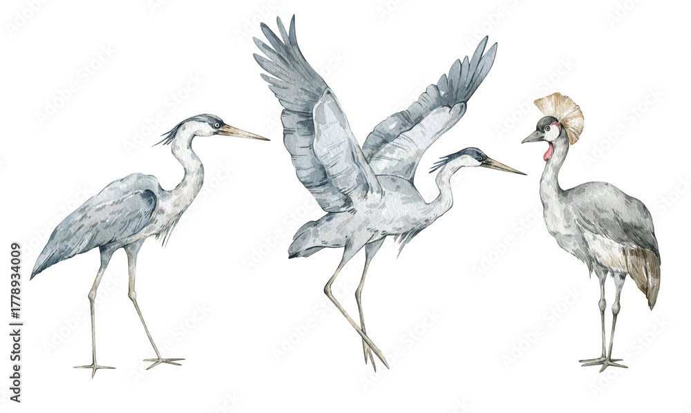 Naklejka premium Watercolor set with wild tropical birds. Grey crowned crane, grey heron. Cute safari wildlife animal