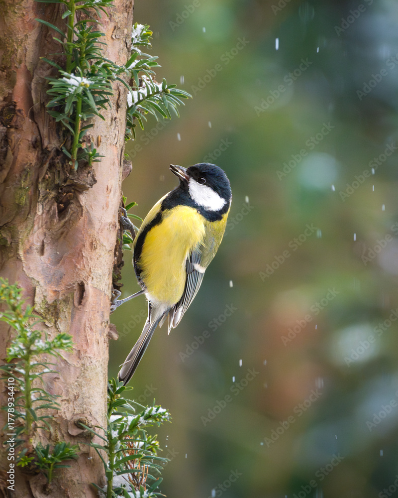 Obraz premium Kleiner Singvogel sitzt an einem Baumstamm in winterlicher Natur. Regentropfen und Schnee erzeugen eine ruhige, natürliche Atmosphäre. Kohlmeise