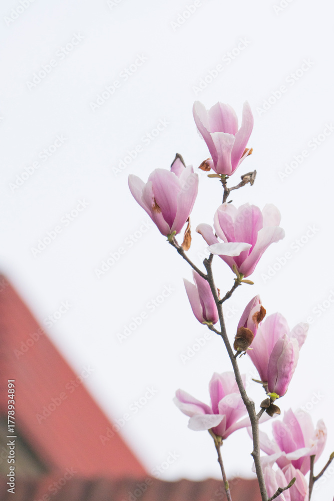 Fototapeta premium Purple Magnolia Blossoms Spring Floral Elegance Photography