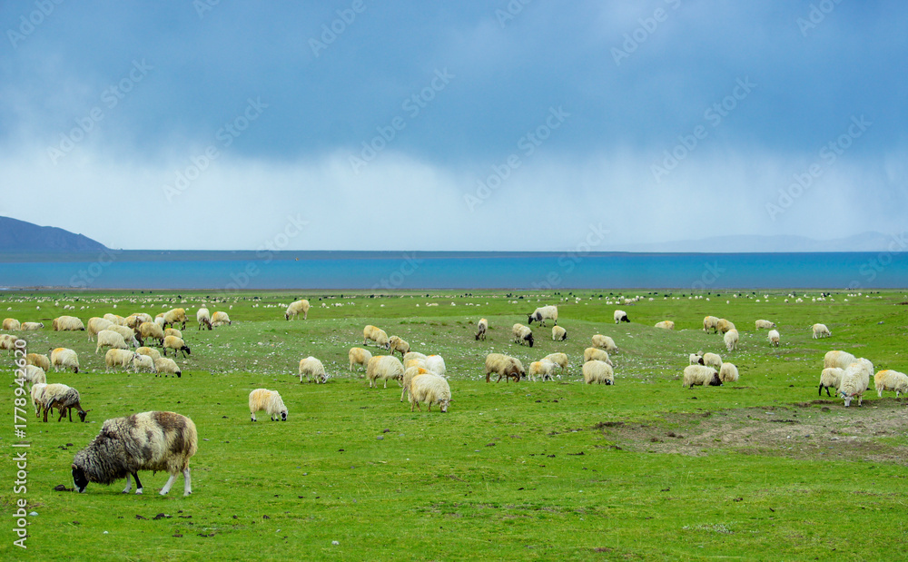 Obraz premium Natural Grassland Pasture with Grazing Sheep Flock Ecosystem