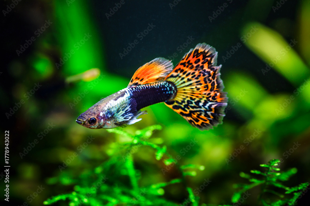 Fototapeta premium Tiger,mosaic guppy fish.Guppy Multi Colored Fish in a Tropical Acquarium.A green beautiful planted tropical freshwater aquarium with fishes.