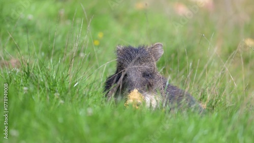 Tired female white-lipped peccary resting in the grass of a meadow. Tayassu pecari, Réserve zoologique de la Haute-Touche, Azay le Ferron, Indre 36, région Centre Val de Loire, France, Europe