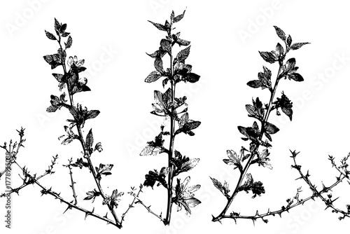 Wildflowers Forest, Black White Artwork | Clean, isolated vector art for creative projects.