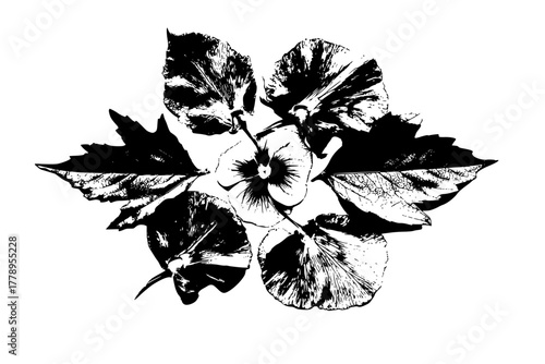 Ephemeral Artistry: Pansy Leaf Bouquet Hickory Leaves Black Silhouettes | Clean, isolated vector art for creative projects.