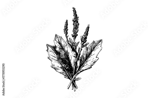 Bundles Wild Herbs: Natural Remedy Relaxation Healing | Clean, isolated vector art for creative projects.