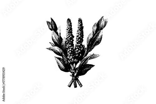 Ancient herbalist's toolkit: blend nature's remedy | Clean, isolated vector art for creative projects.