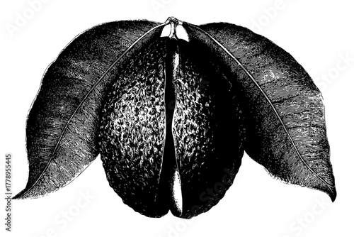 Brazil Nut's Journey: Close- View | Clean, isolated vector art for creative projects.