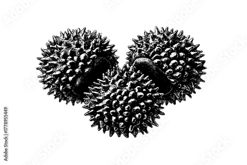 Symphony Seeds: Close- Look Detailed World Annatto | Clean, isolated vector art for creative projects.