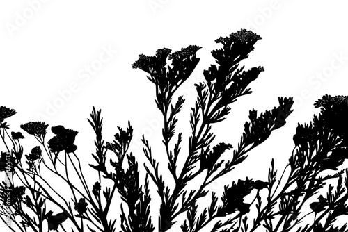 Nature's Herbal Symphony: Yarrow Chamomile Silhouettes | Clean, isolated vector art for creative projects.