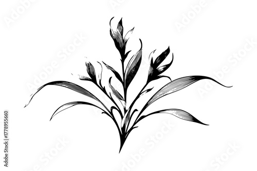Elegant Silhouette Tarragon Snowdrop Leaves | Clean, isolated vector art for creative projects.