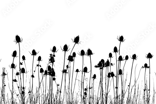 Whispers Wild: Field Tall Starflowers Teasel Heads | Clean, isolated vector art for creative projects.