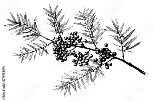 Wild Forager's Guide: Tribute Rowan Juniper | Clean, isolated vector art for creative projects.
