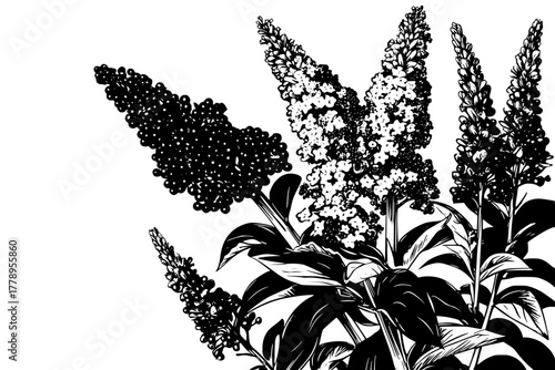 Floral Bouquet: Elderberry Verbascum | Clean, isolated vector art for creative projects.