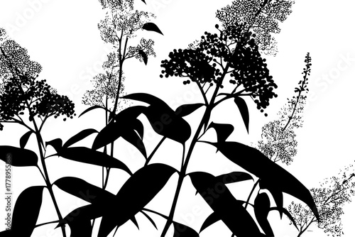 Elderberry Elders: Black White Botanical Illustration | Clean, isolated vector art for creative projects.