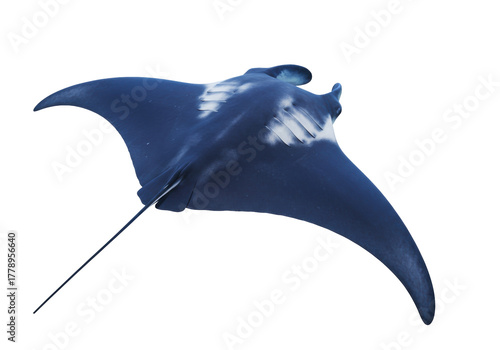 Photography Isolated Giant Manta Ray Swimming Aquatic Marine Animal, Peaceful Predator of Op