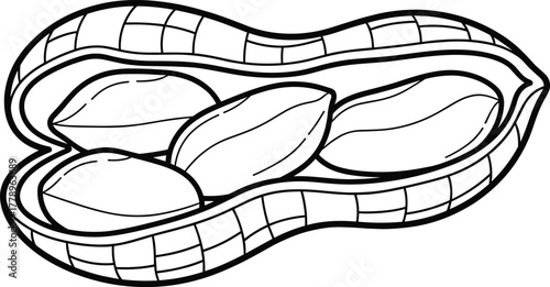Black and white peanut with open shell and seeds illustration, hand drawn nut outline vector design for food and coloring