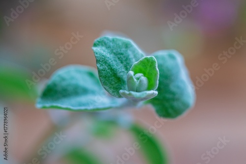 Close up of Helichrysum petiolare