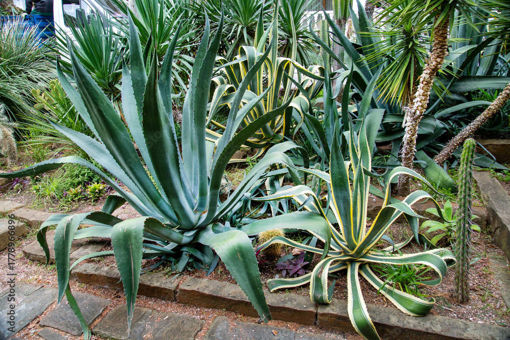 Obraz premium American agave (Latin Agave americana) in the ground with beautiful leaves on a clear sunny day. Flora is the nature of a plant.