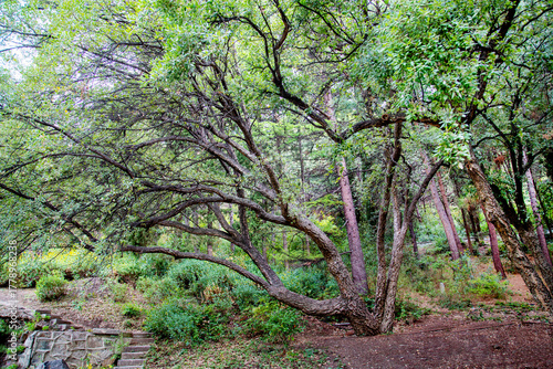 A cork tree or cork oak (Latin Quercus suber) growing on the shore of a pond on a clear sunny day. Flora is the nature of a plant.