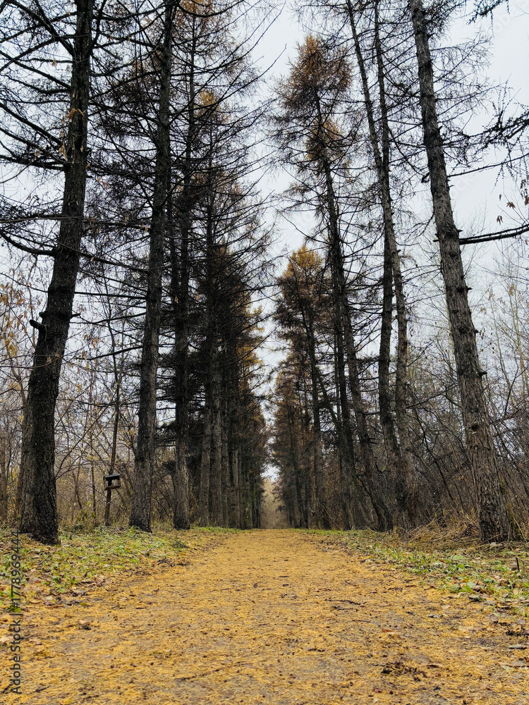 Fototapeta premium Autumn forest landscape in Siberia.