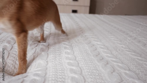 Cute puppy dog plays with a TV remote control on a bed on bed at home. Little animal chihuahua dog playing at bedroom.