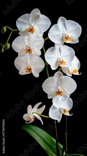 Wallpaper Mural Exquisite arrangement of white orchids with delicate petals showcases nature's beauty in a minimalist setting Torontodigital.ca