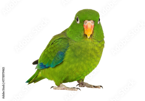 Cuadro en lienzo Isolated green orange-fronted parakeet parrot, standing tropical bird, exotic pe
