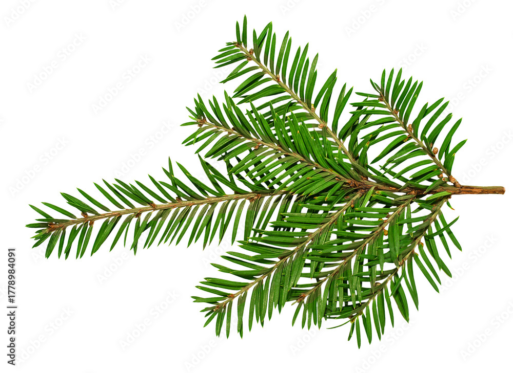 Naklejka premium Isolated pine or fir tree branch. Versatile and essential design component for creating custom holiday borders, banners, and christmas-themed compositions. Ready for use in any winter season project.