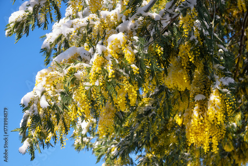 Fototapete Silver wattle under the snow. Sirius. Krasnodar Krai. Russia