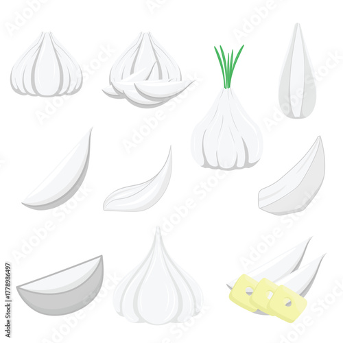 Garlic vector illustration set: whole bulbs, individual cloves, and sliced pieces for culinary use