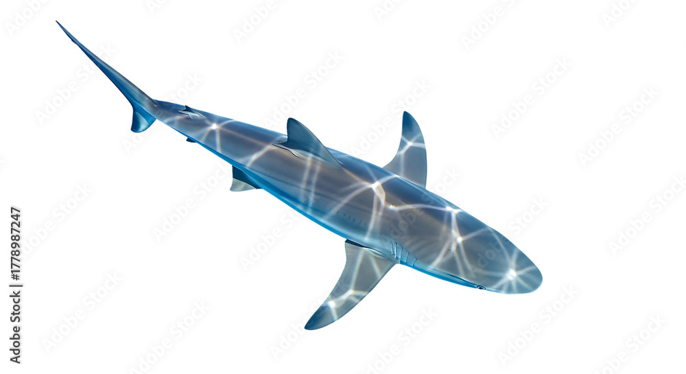 Fototapeta premium Overhead view of reef shark underwater ocean swimming animal marine life sea life graceful predator nature wildlife aquatic grayscale design isolated