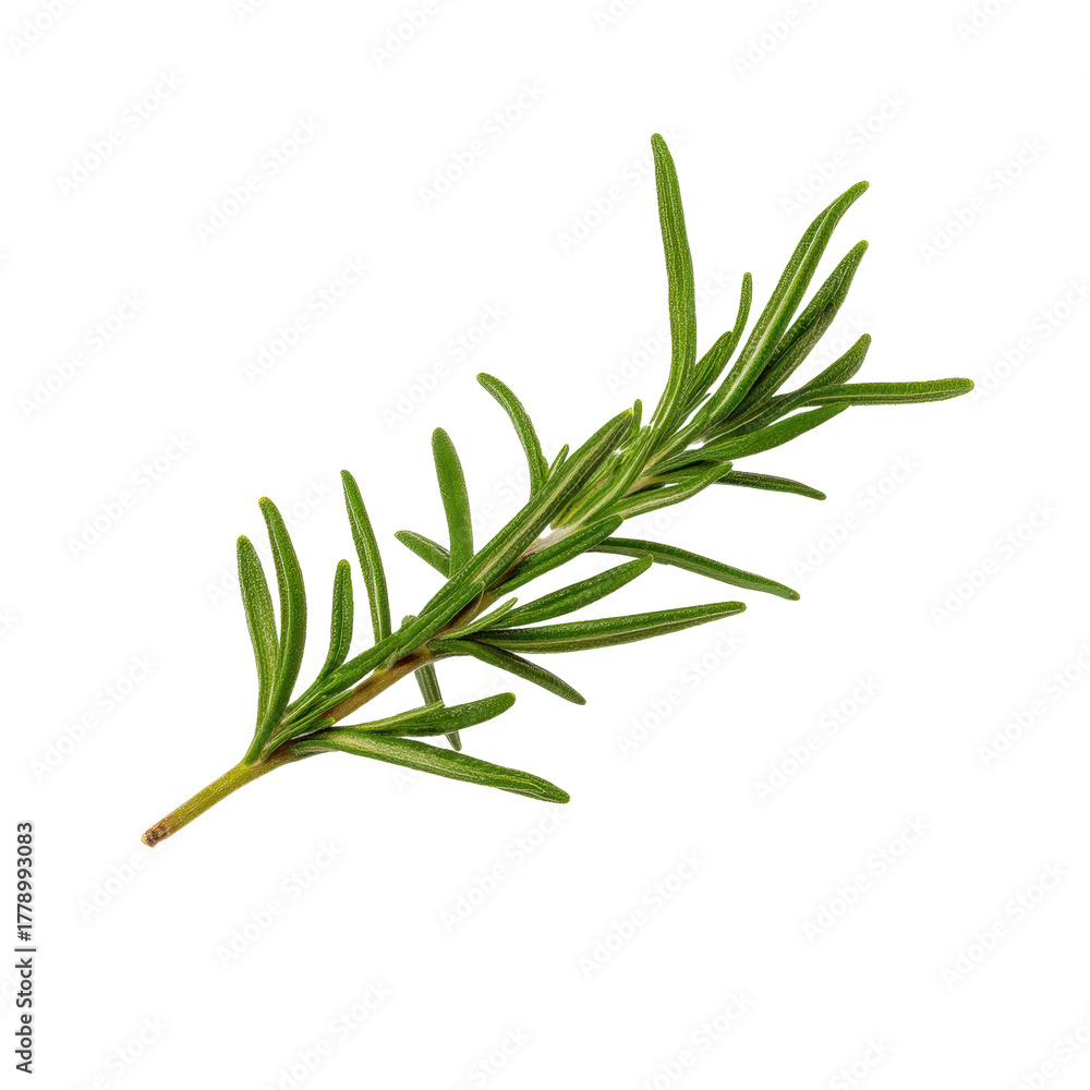 Fototapeta premium A fresh sprig of rosemary isolated on a transparent background, showcasing its aromatic leaves and woody stem