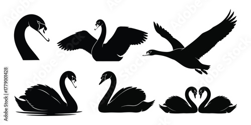 A collection of six elegant black swan silhouettes in various graceful poses, perfect for vector illustrations