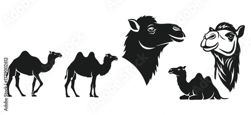 Set of isolated camel silhouettes and head mascot designs. Black and white vector graphic illustrations for logos or icons