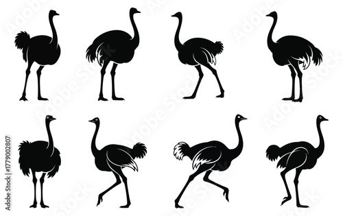 Collection of black ostrich silhouettes showing different movements like walking and running. Isolated vector graphic set