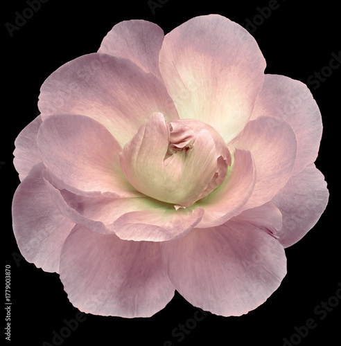 Peony flower  on the black  isolated background with clipping path. Closeup. For design. Nature.
