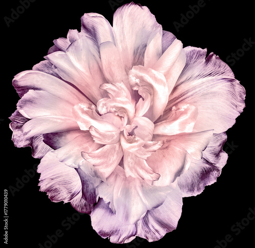 Tulip flower  on  black  isolated background with clipping path. Closeup. For design. Nature.
