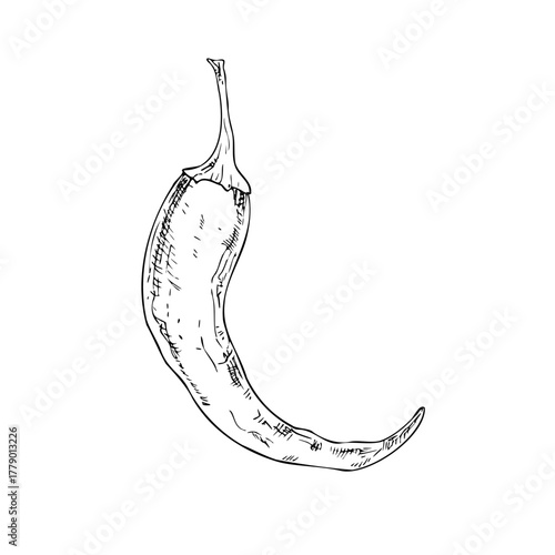 Vector red chili pepper. Hand drawn spicy paprika with seeds illustration perfect for organic branding. Detailed design ideal for food ingredient, aromatherapy, cooking. For cosmetic package design